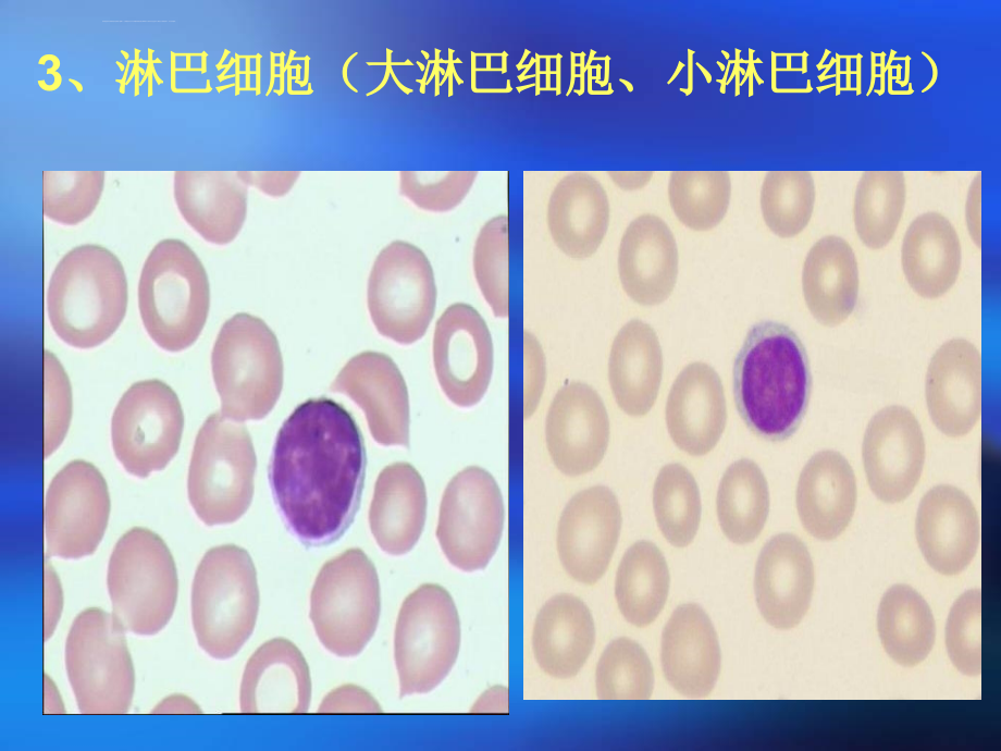 外周血常见细胞形态_第3页