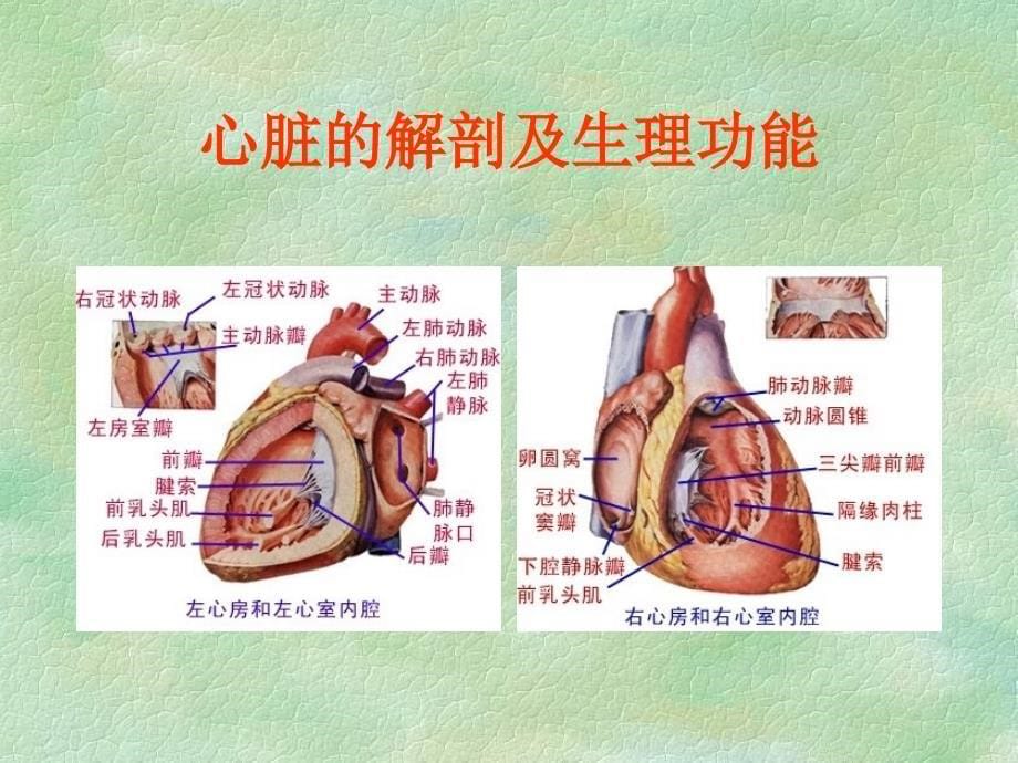 心电图基础执业医师讲课_第5页