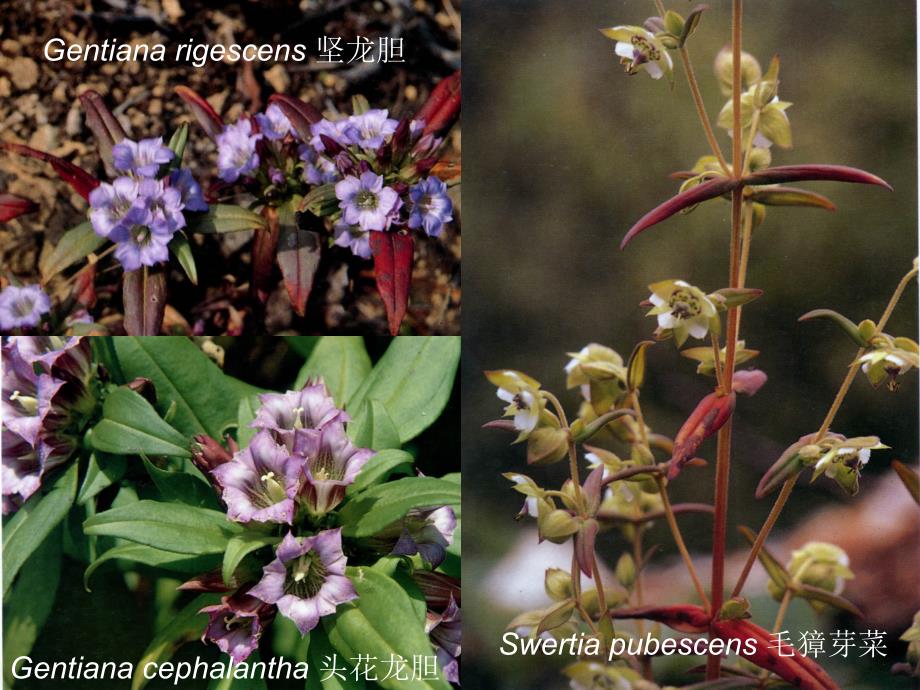 杜鹃花科ericaceae-药用植物学课件_第4页