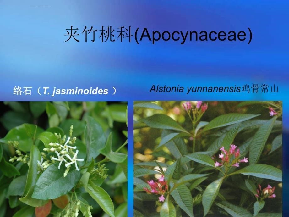 杜鹃花科ericaceae-药用植物学课件_第5页