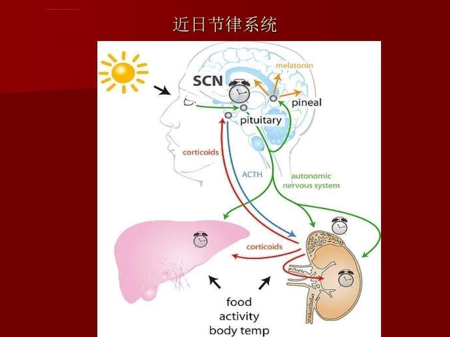 时间药理学与临床合理用药课件_第5页