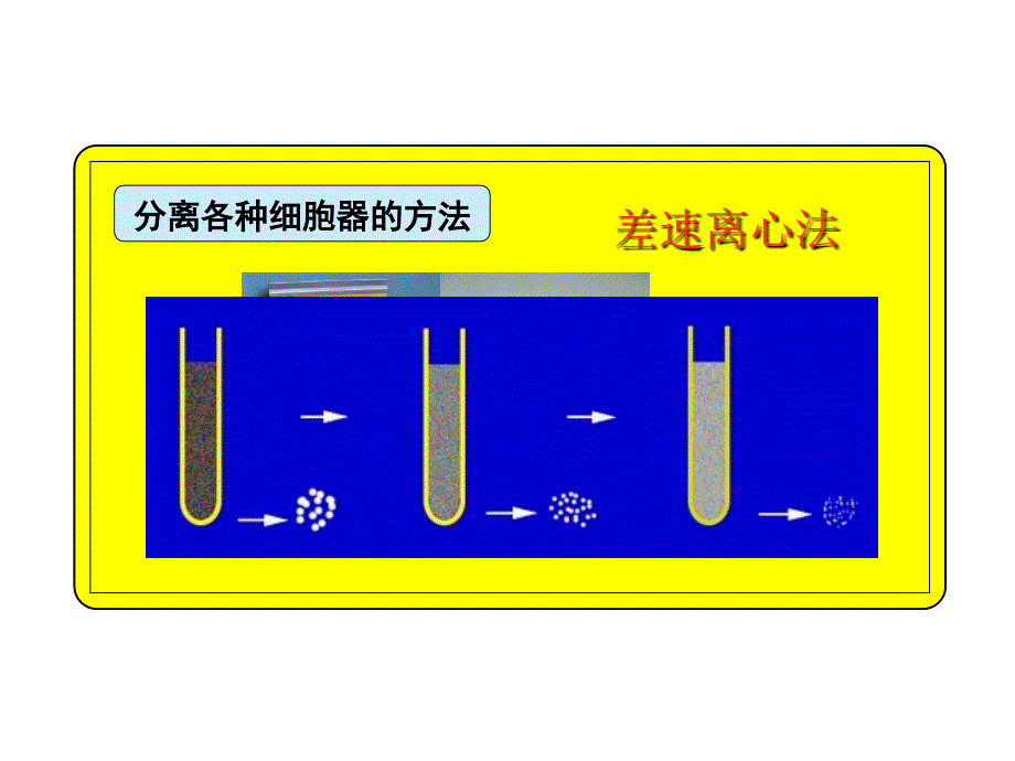 新授课细胞器_第4页