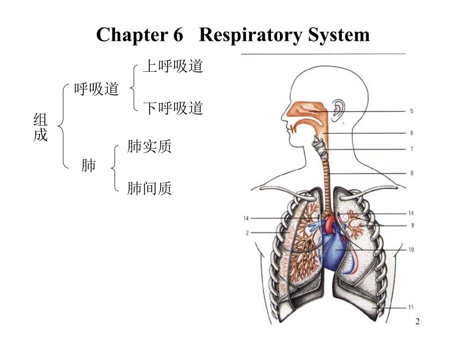 呼吸系统解剖_第2页