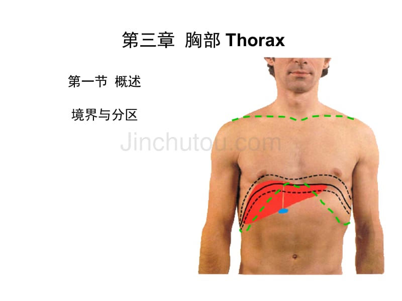 哈尔滨医科大学系统解剖学_胸部(thorax)_第3页