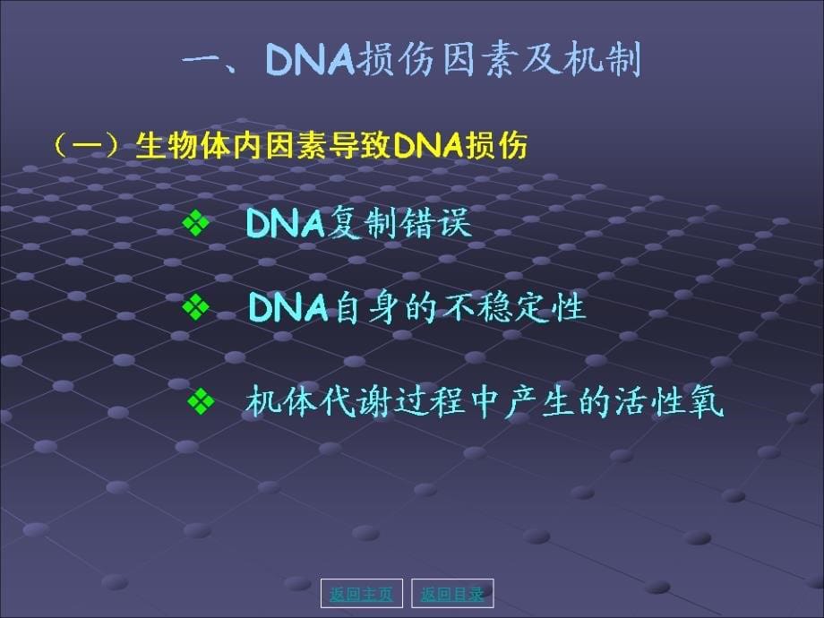 第04章 dna损伤课件_第5页