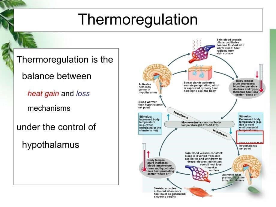 病理生理学正版课件11.第十一章 发热课件_第5页