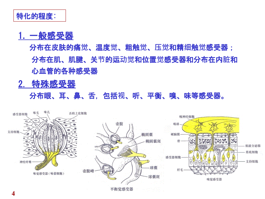 感觉器教学课件_第4页