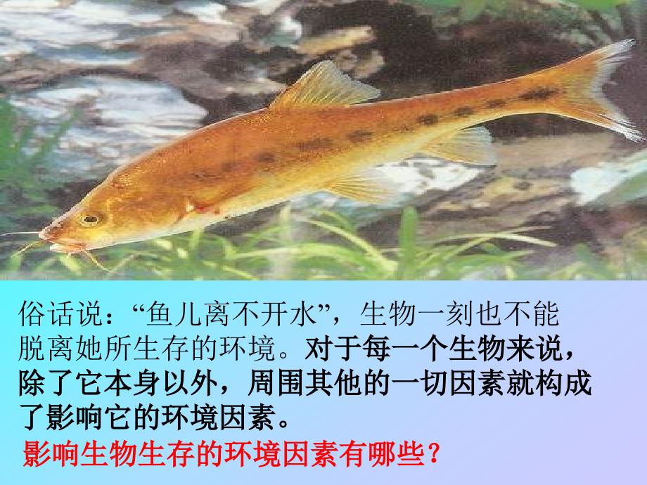 环境影响生物的生存1非生物因素_第2页