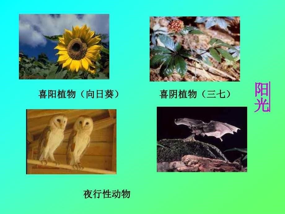 环境影响生物的生存1非生物因素_第5页