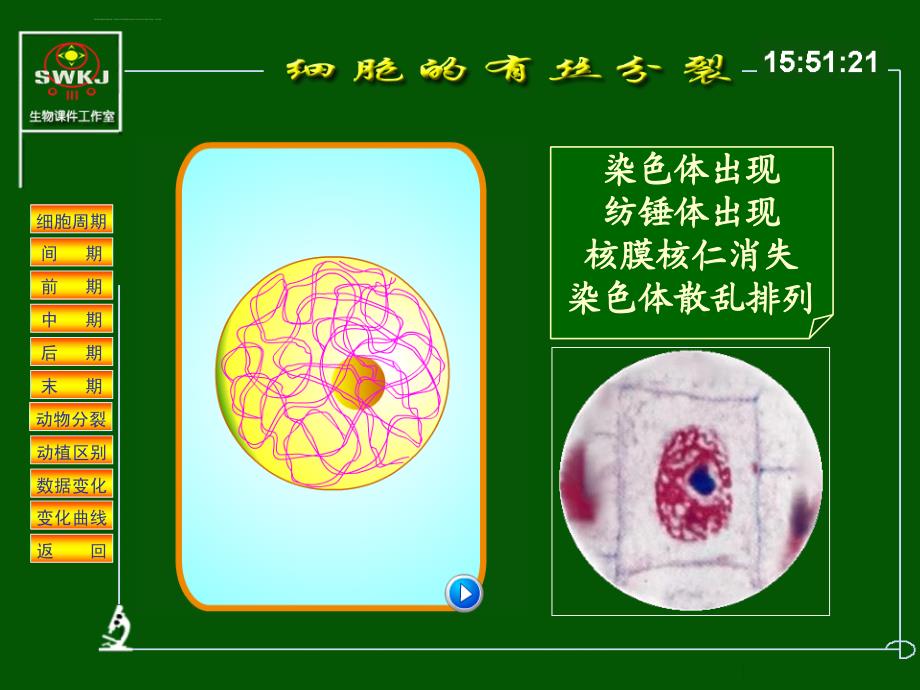 细胞分裂分析课件_第3页