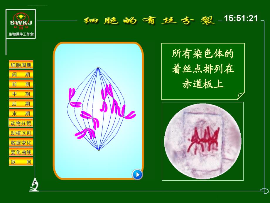 细胞分裂分析课件_第4页