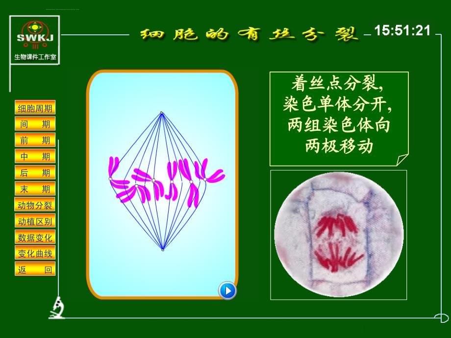 细胞分裂分析课件_第5页