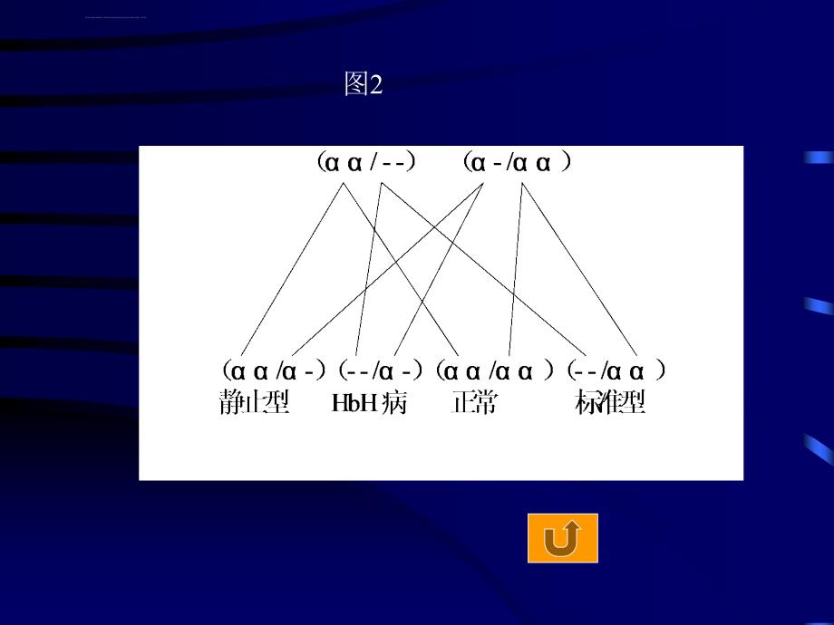 地中海贫血的临床特征和遗传咨询课件_第2页