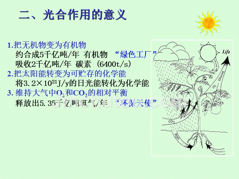 园林植物光合作用及应用_第3页