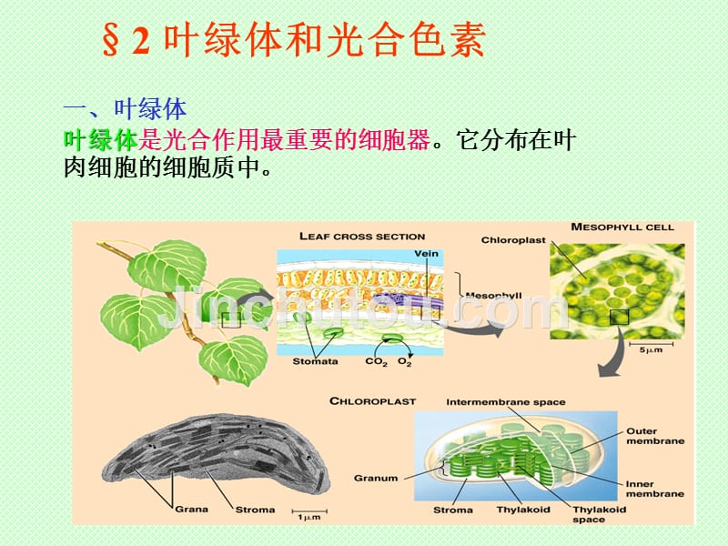 园林植物光合作用及应用_第4页