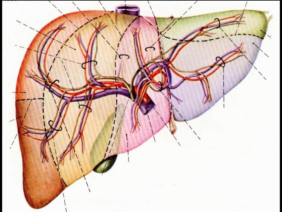 肝内管道和肝段断层解剖课件_第2页