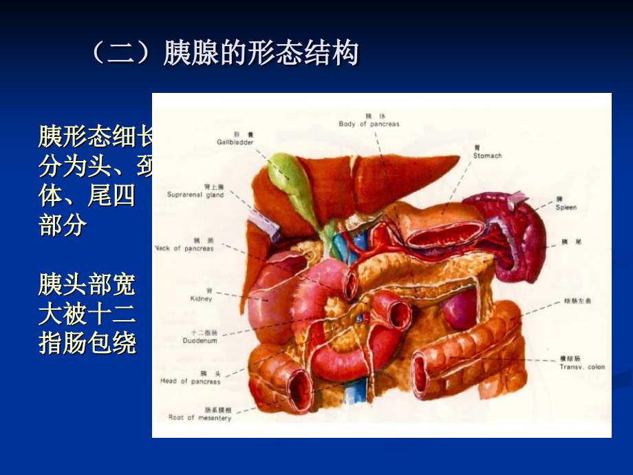 胰腺疾病的CT诊断_第4页