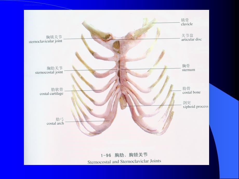 骨髓穿刺术课件_第5页