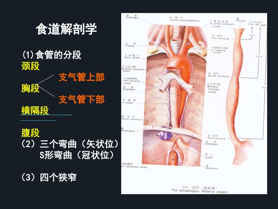 食道异物的诊断与治疗课件_第4页