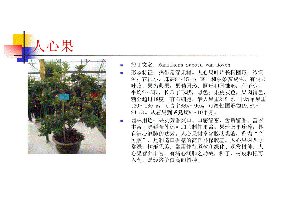 园林景观植物300种(图文)_第2页