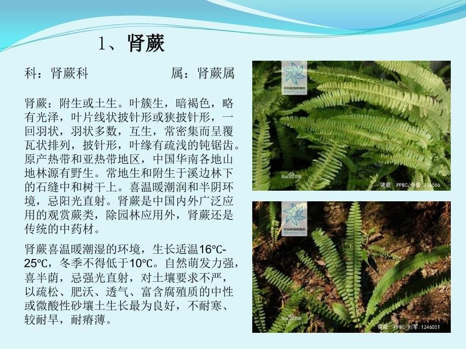 园林常见的蕨类植物数据库汇表_第5页