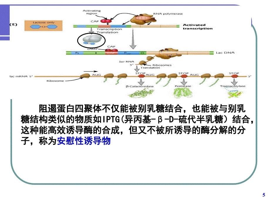 生物学 _原核生物分子克隆的宿主和载体系统_第5页