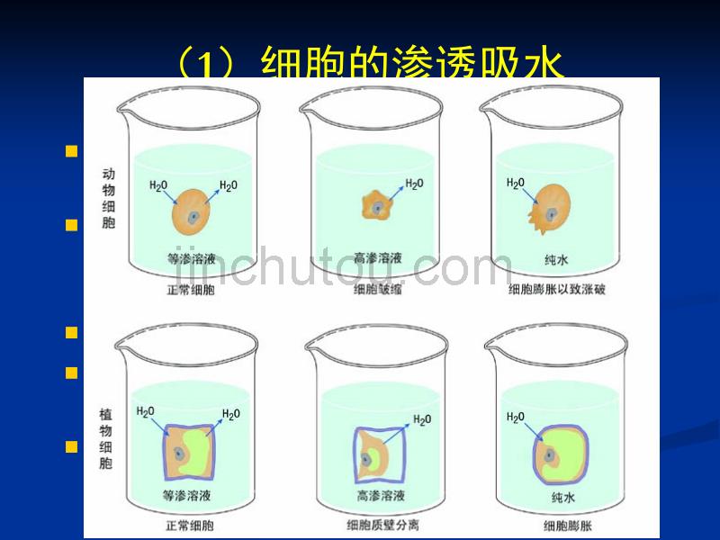 植物的生长发育-物质代谢20091028_第5页