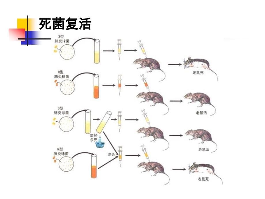 生物  第一篇 遗传物质的分子基础_第5页