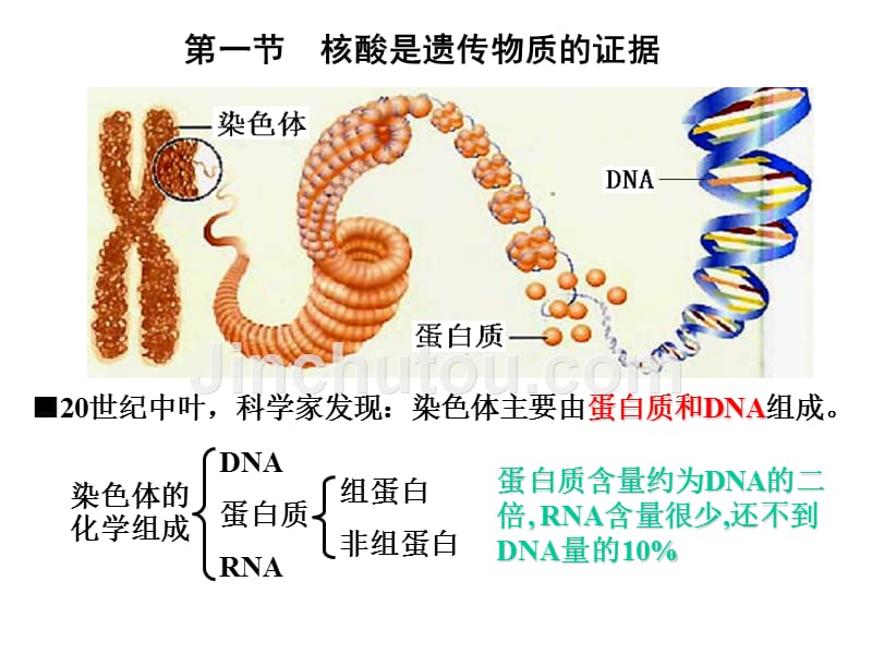 大学生物-核酸是遗传物质的证据_第2页