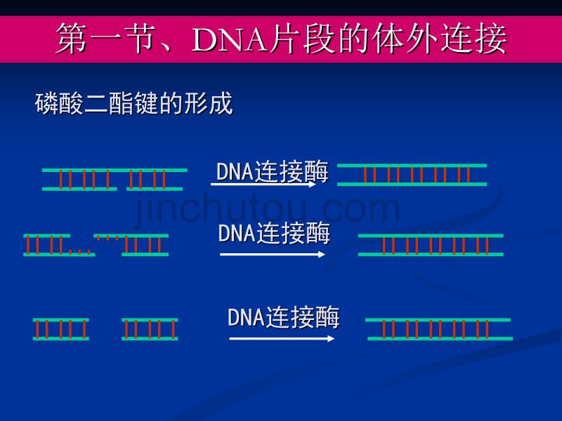 基因的体外重组和转化_第2页