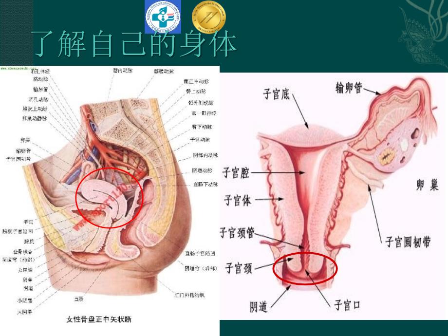 妇女健康知识讲座PPT课件_第2页