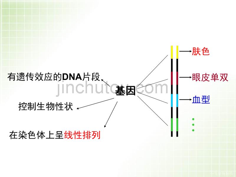 生物-第一节 基因指导蛋白质的合成 第一课时 非实验班_第3页