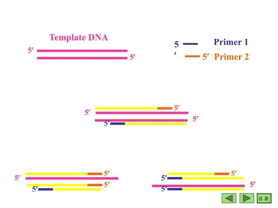 PCR技术及其应用-11_第5页
