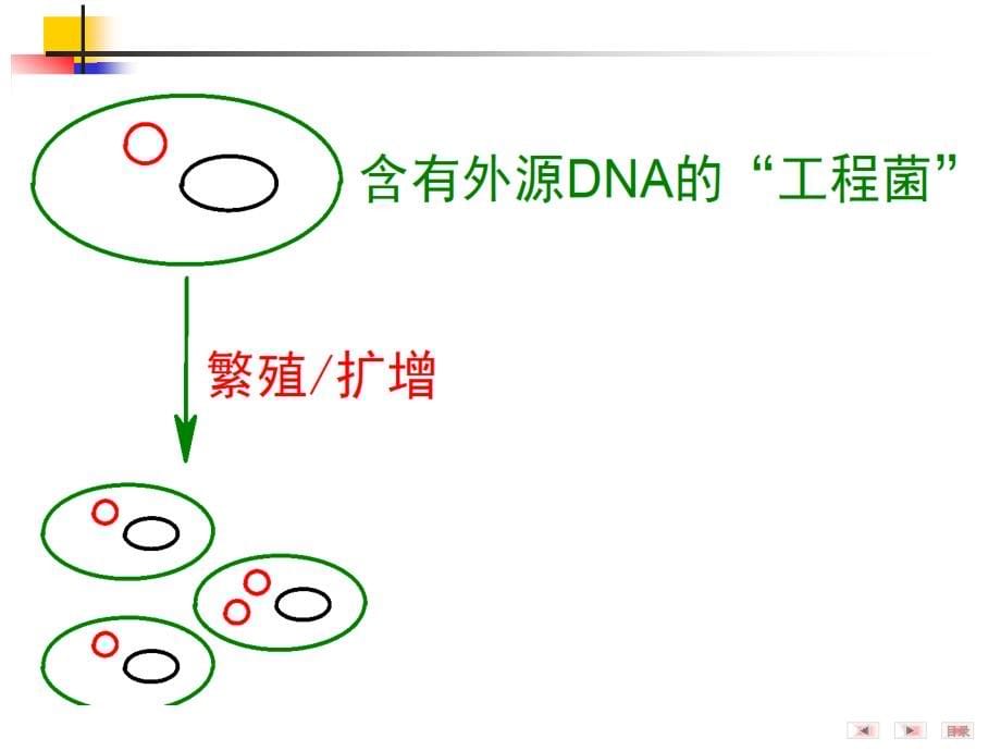 [生物学]第14章基因重组和基因工程_第5页