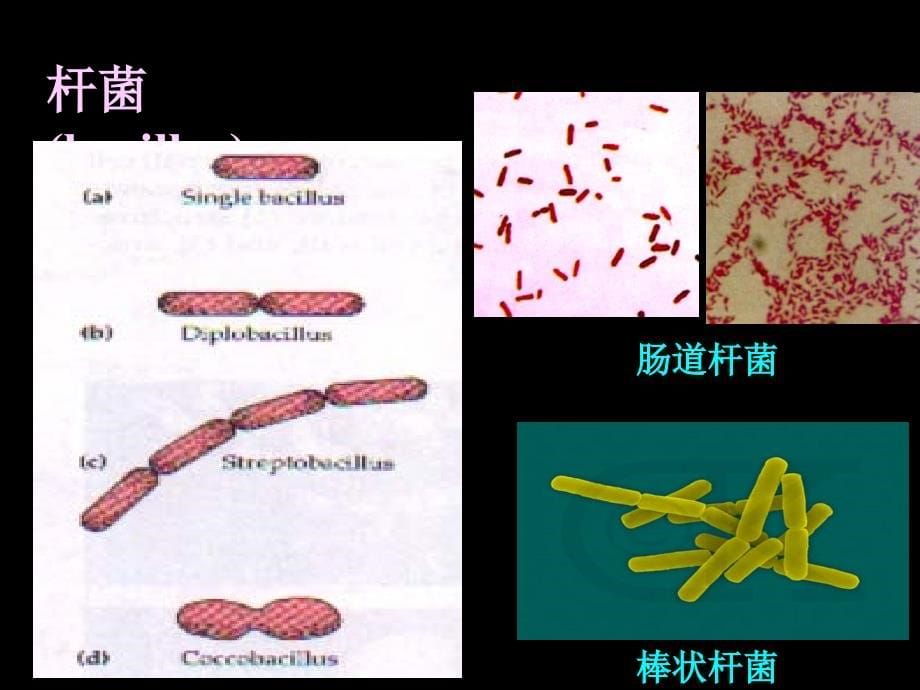 微生物学(PPT格式课件) 原核_第5页