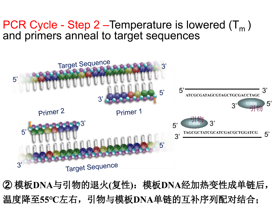 实验四+PCR及电泳技术_第4页