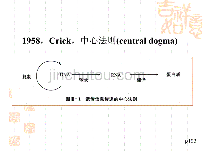 DNA的生物合成—复制(药学)_第3页