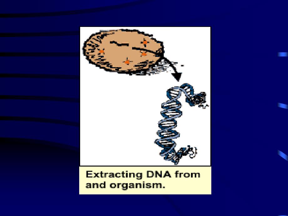 生物学-DNA抽提和质粒DNA制备_第4页