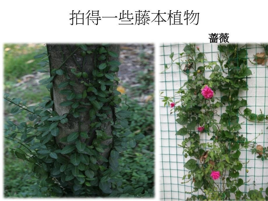 藤本植物和水生植物介绍_第5页