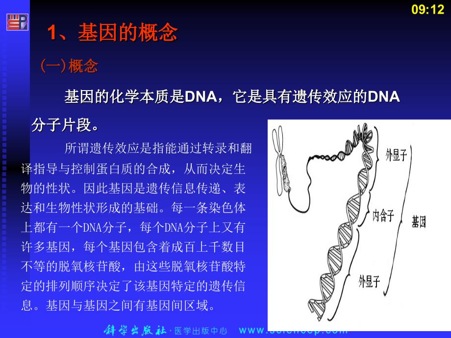 [生物学]第3章第2节基因的概念和结构_第3页