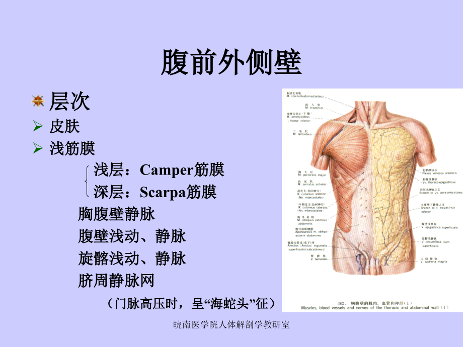 腹部人体解剖学PPT课件_第4页