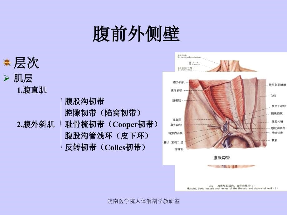 腹部人体解剖学PPT课件_第5页