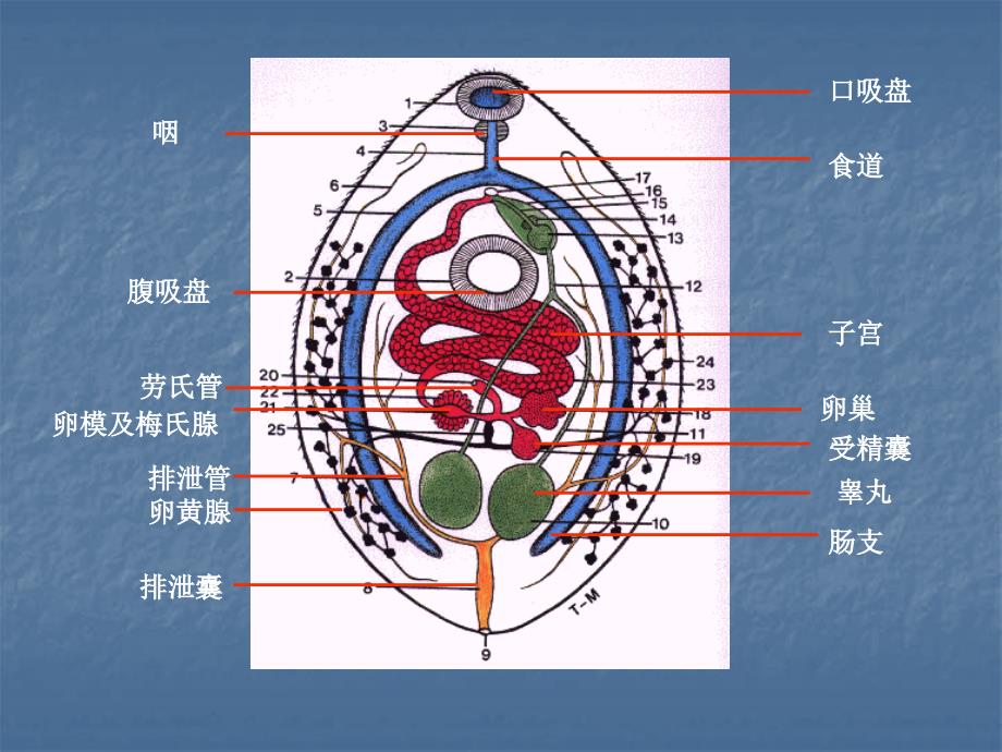 肝肺姜PPT课件_第2页