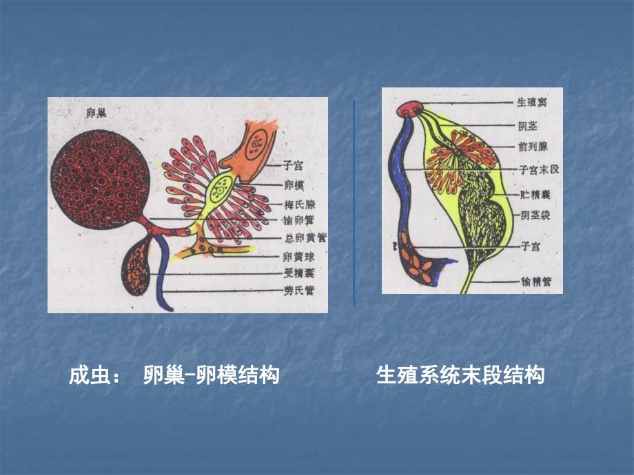 肝肺姜PPT课件_第3页