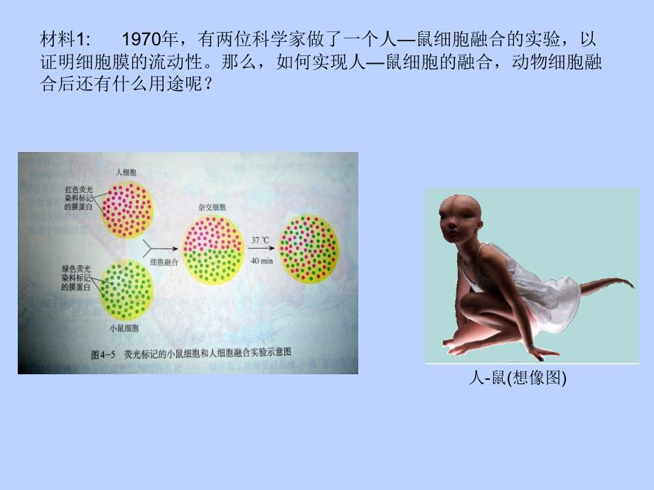 动物细胞融合与单克隆抗体1_第3页