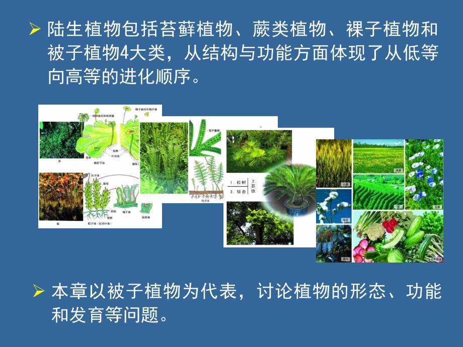 14  植物的结构、功能和发育（A）_第2页