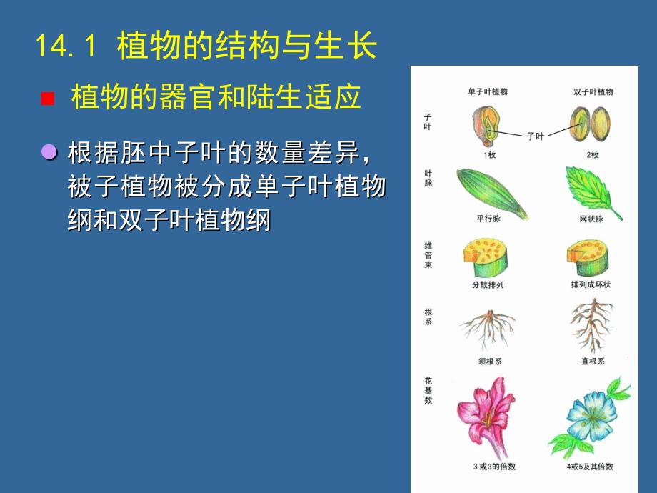 14  植物的结构、功能和发育（A）_第3页