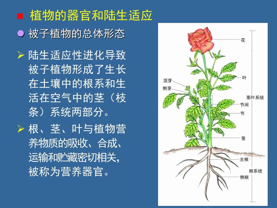 14  植物的结构、功能和发育（A）_第4页