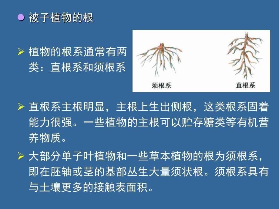 14  植物的结构、功能和发育（A）_第5页