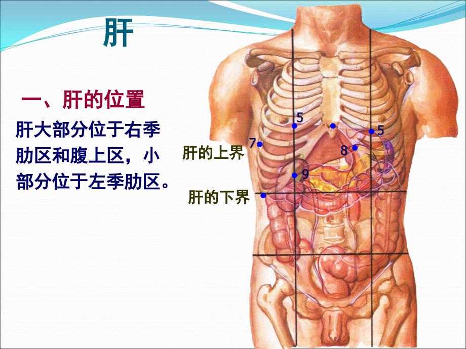 肝胆门静脉解剖医学PPT_第2页